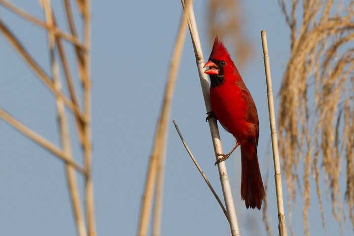 Rotkardinal Cardinalis cardinalis Northern Cardinal